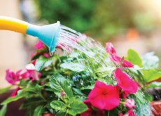 The Benefits Of Growing Flowers - Life Tips