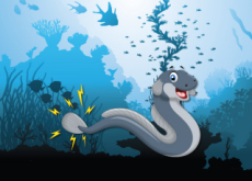 Researcher Shocks Himself With an Electric Eel - Science