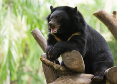 Achieving Animal Welfare - National News