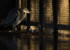 1. Behind Bars - Photo News
