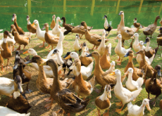 Ducks Sent to Tackle Locusts - Global News