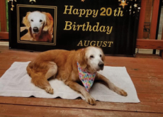 The World’s Oldest Golden Retriever - Trend