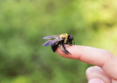 Teen Rescues Bumblebee - Global News